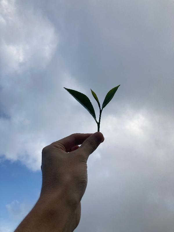 紅茶博士アイコン画像