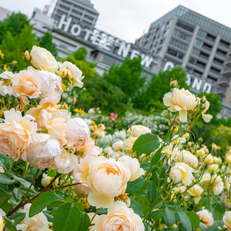 ロビーラウンジ　ラ・テラス／ホテルニューグランドの薔薇のアフタヌーンティーのあとがき5画像