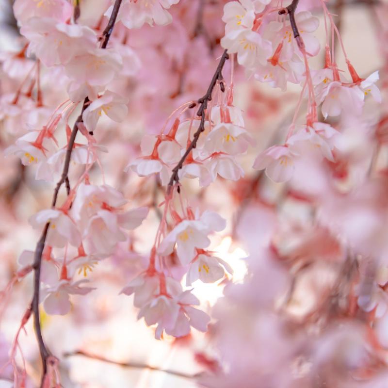 HAUTE COUTURE・CAFE omotesandoのCherry Blossom Afternoon Teaのあとがき2画像