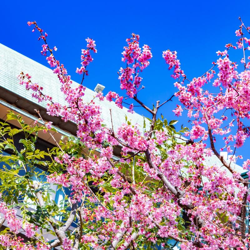 ロビーラウンジ ル・ジャルダン／ホテル椿山荘東京の桜アフタヌーンティーのあとがき1画像