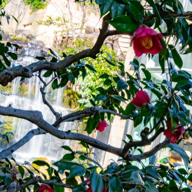 ロビーラウンジ ル・ジャルダン／ホテル椿山荘東京の桜アフタヌーンティーのあとがき2画像