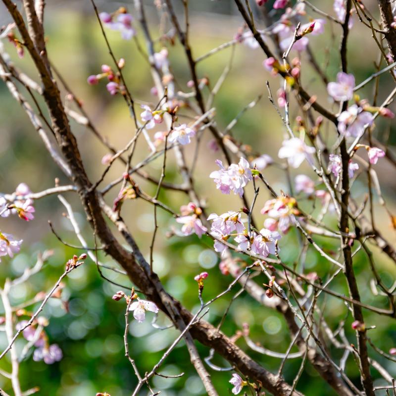 ロビーラウンジ ル・ジャルダン／ホテル椿山荘東京の桜アフタヌーンティーのあとがき5画像