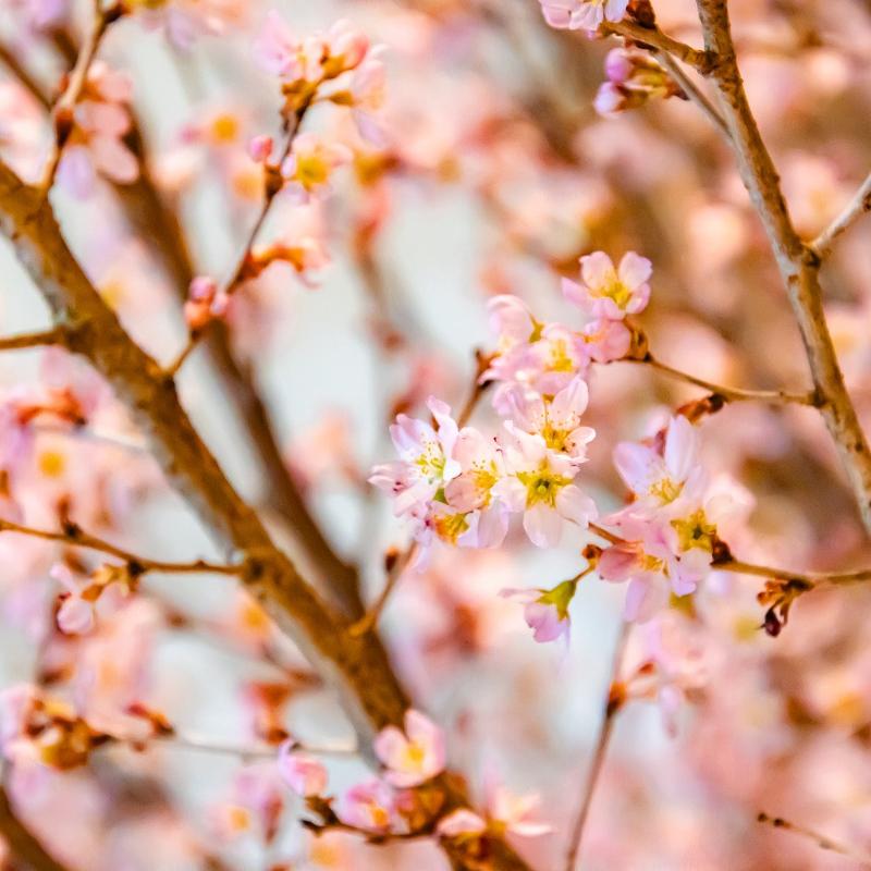 トゥエンティエイト／コンラッド東京の桜ストロベリーアフタヌーンティー 春URARA（うらら）のあとがき3画像