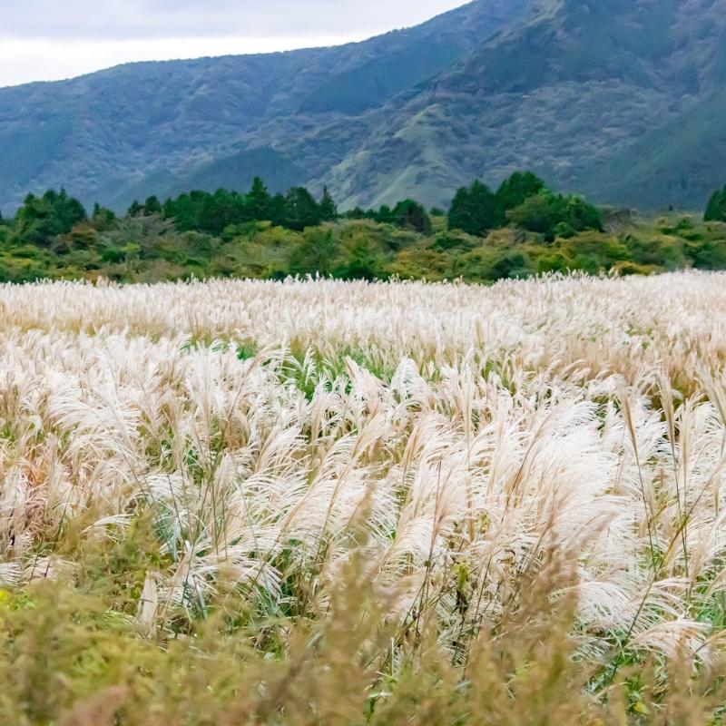 Otonamiのプランでラリック美術館とオリエント急行を鑑賞体験の画像