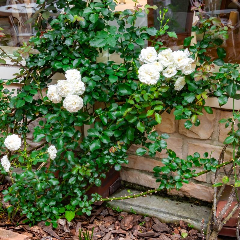 飯田橋のソンブルイユでランチコースを堪能の画像
