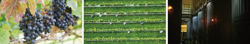 レストラン ナパ・バレーの画像1