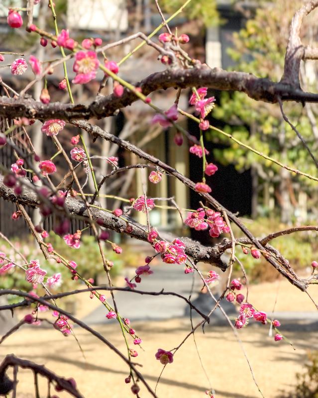 THE GARDEN BAR／HOTEL THE MITSUI KYOTOのいちご＆チョコレート アフタヌーンティーのあとがき2画像