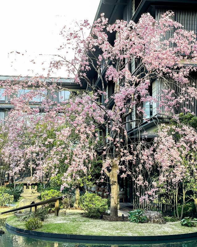 THE GARDEN BAR／HOTEL THE MITSUI KYOTOのSAKURAアフタヌーンティーのアフタヌーンティー画像
