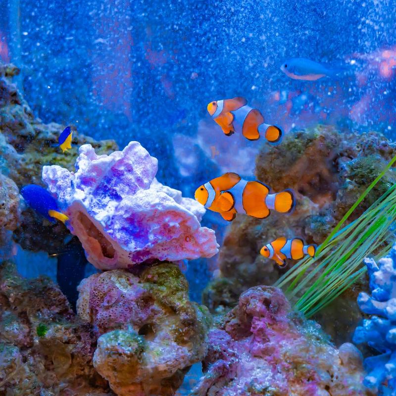 アクアリウムレストラン Nautilusでお祝いディナーの画像