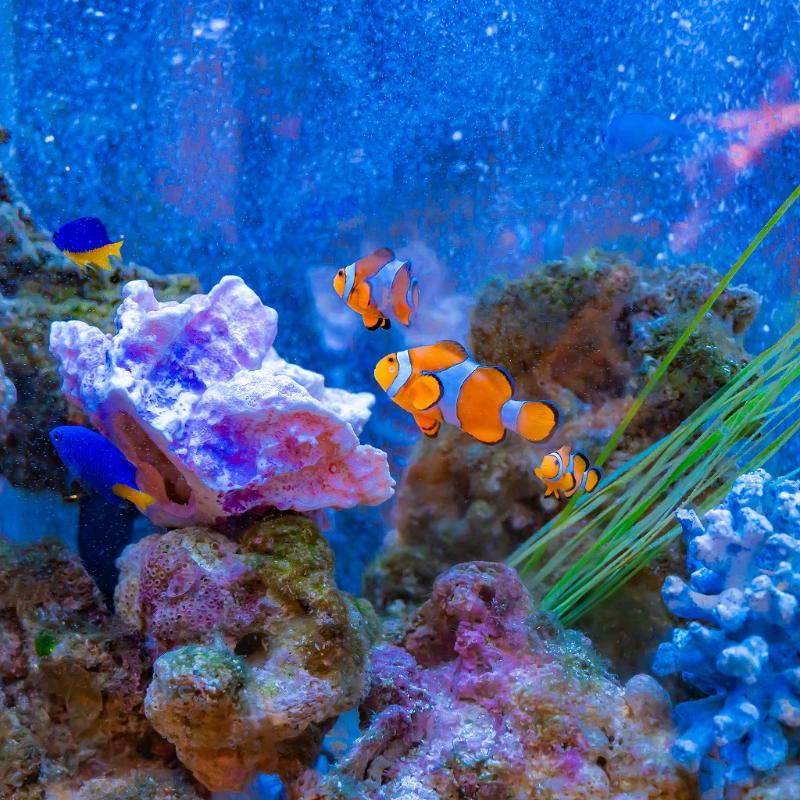 アクアリウムレストラン Nautilusでお祝いディナーの画像