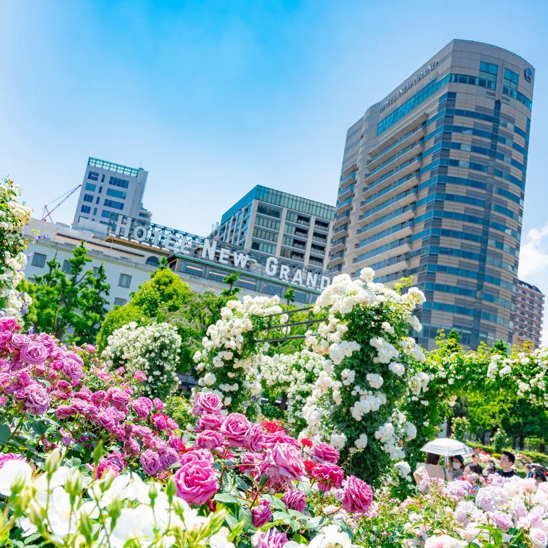 ロビーラウンジ　ラ・テラス／ホテルニューグランドの薔薇のアフタヌーンティーのあとがき3画像
