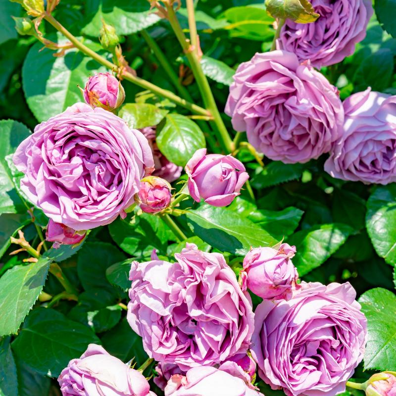 ロビーラウンジ　ラ・テラス／ホテルニューグランドの薔薇のアフタヌーンティーのあとがき5画像