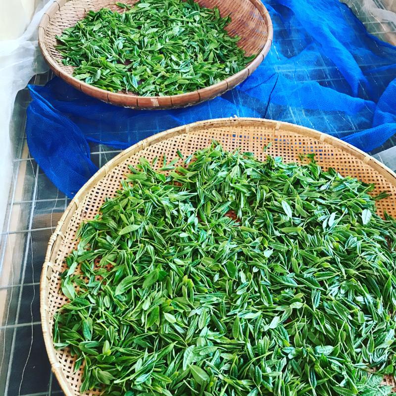 高野茶園の画像3