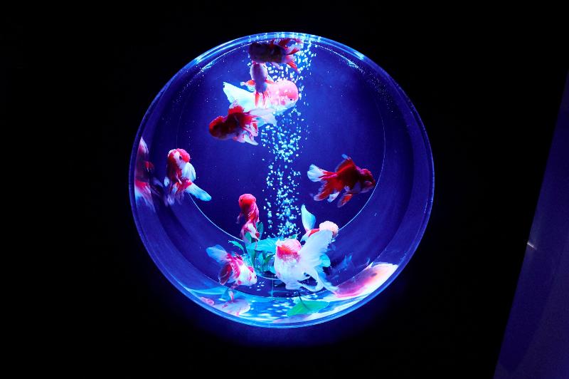 アートアクアリウム美術館のお土産スイーツ 美術館オリジナルコラボ商品の販売スタート！の画像3