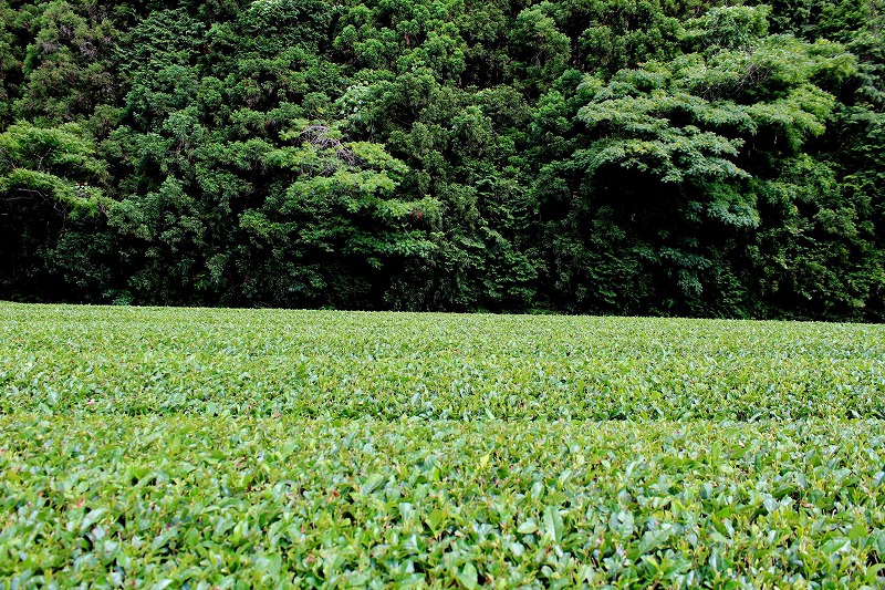 香り豊かな佐賀県の嬉野茶とともに、強運カラーを取り入れた“和”のアフタヌーンティーを販売【東京プリンスホテル】の画像4