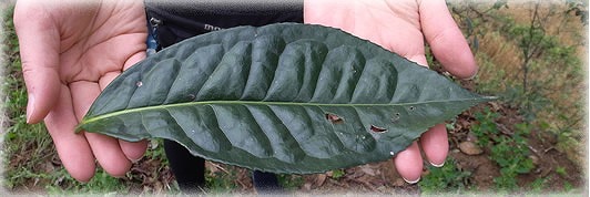 青蛾茶房の画像5